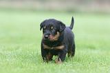 BEAUCERON - PUPPIES 380